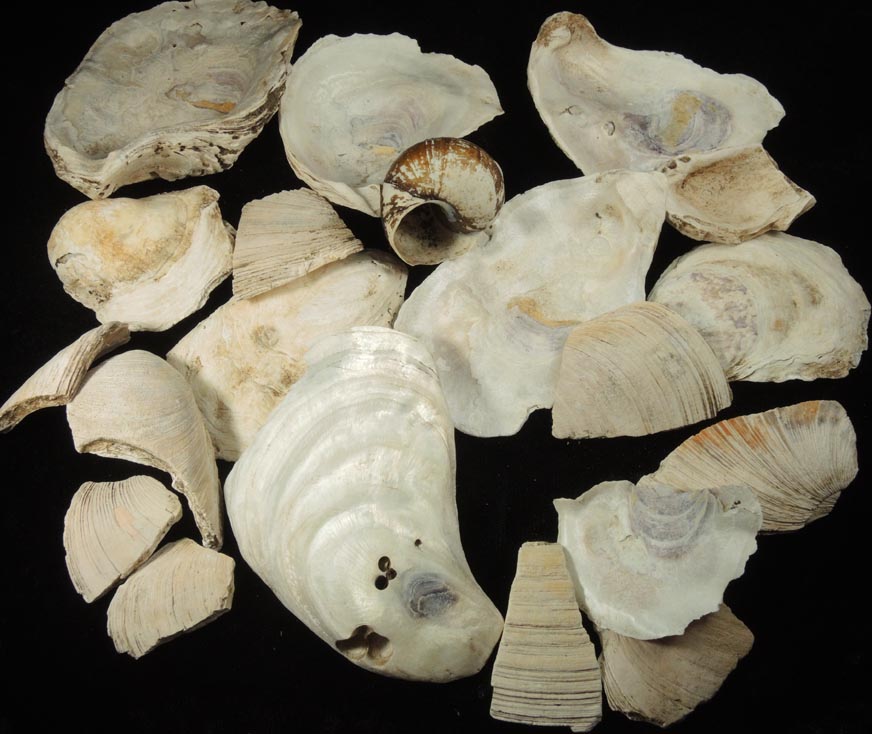 Mineral Oyster Shells for sale from midden probably from the Black Horse Tavern, Manhattan Island, near McGowan's Pass, New York City, New York County, New York