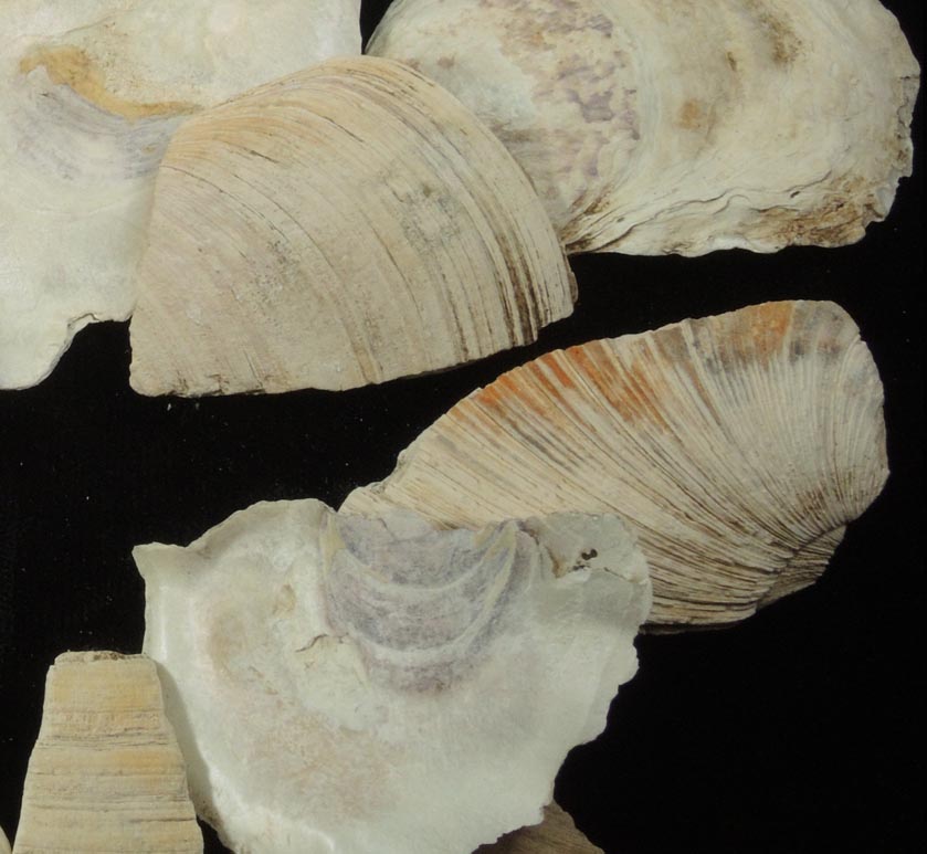 Detail view of mineral Oyster Shells for sale from midden probably from the Black Horse Tavern, Manhattan Island, near McGowan's Pass, New York City, New York County, New York