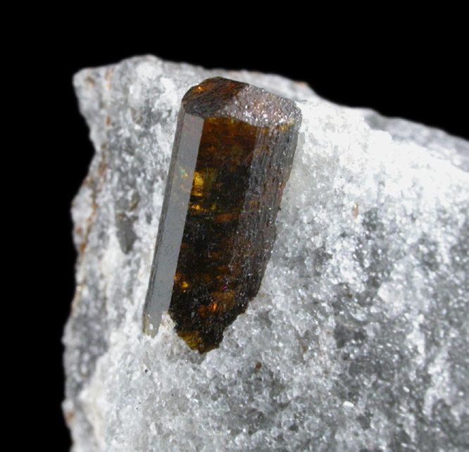 Dravite-uvite crystal 12 mm long in Inwood Marble from fill north of Tubby Hook 